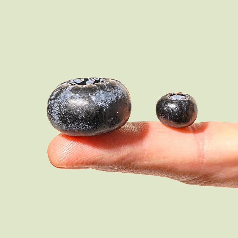Jumbo Blueberries