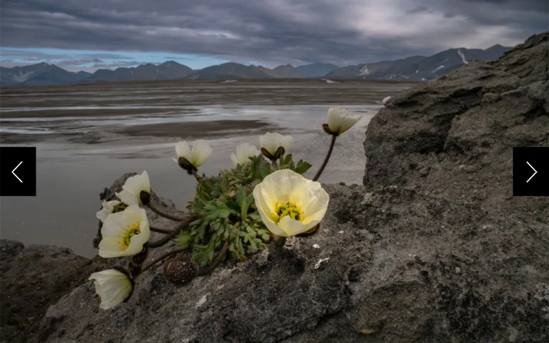 An Arctic poppy thrives on the northern coast of Greenland. Among the plant life in this region, these hardy flowers are like giants. Some, like this one, grow in clumps that protect themselves from harsh weather. Like a satellite dish, they will slowly turn to follow the sun. On an expedition to understand what lives at this latitude, an Arctic poppy like this was found about 20 inches south of the world's northernmost plant.