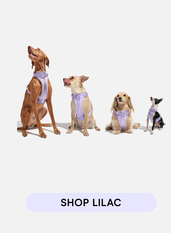 SHOP LILAC