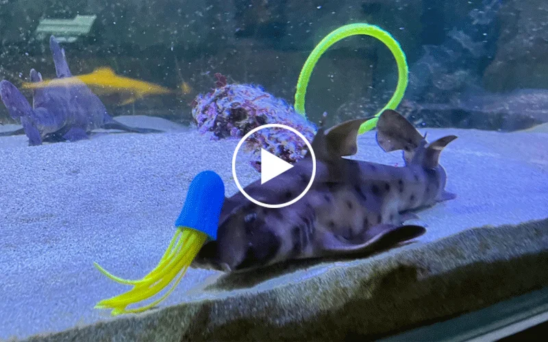 A California horn shark (Heterodontus francisci) inspects a blue-and-yellow squid toy on the tank floor.