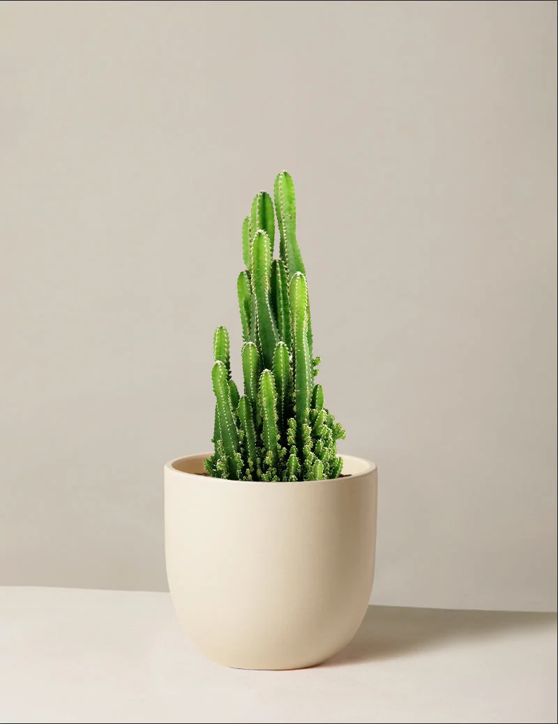 Image of Fairy Castle Cactus