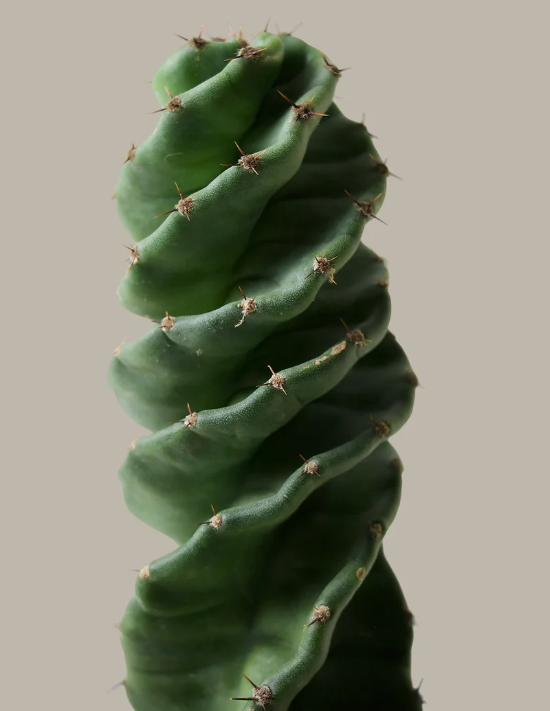 Image of Spiral Cactus