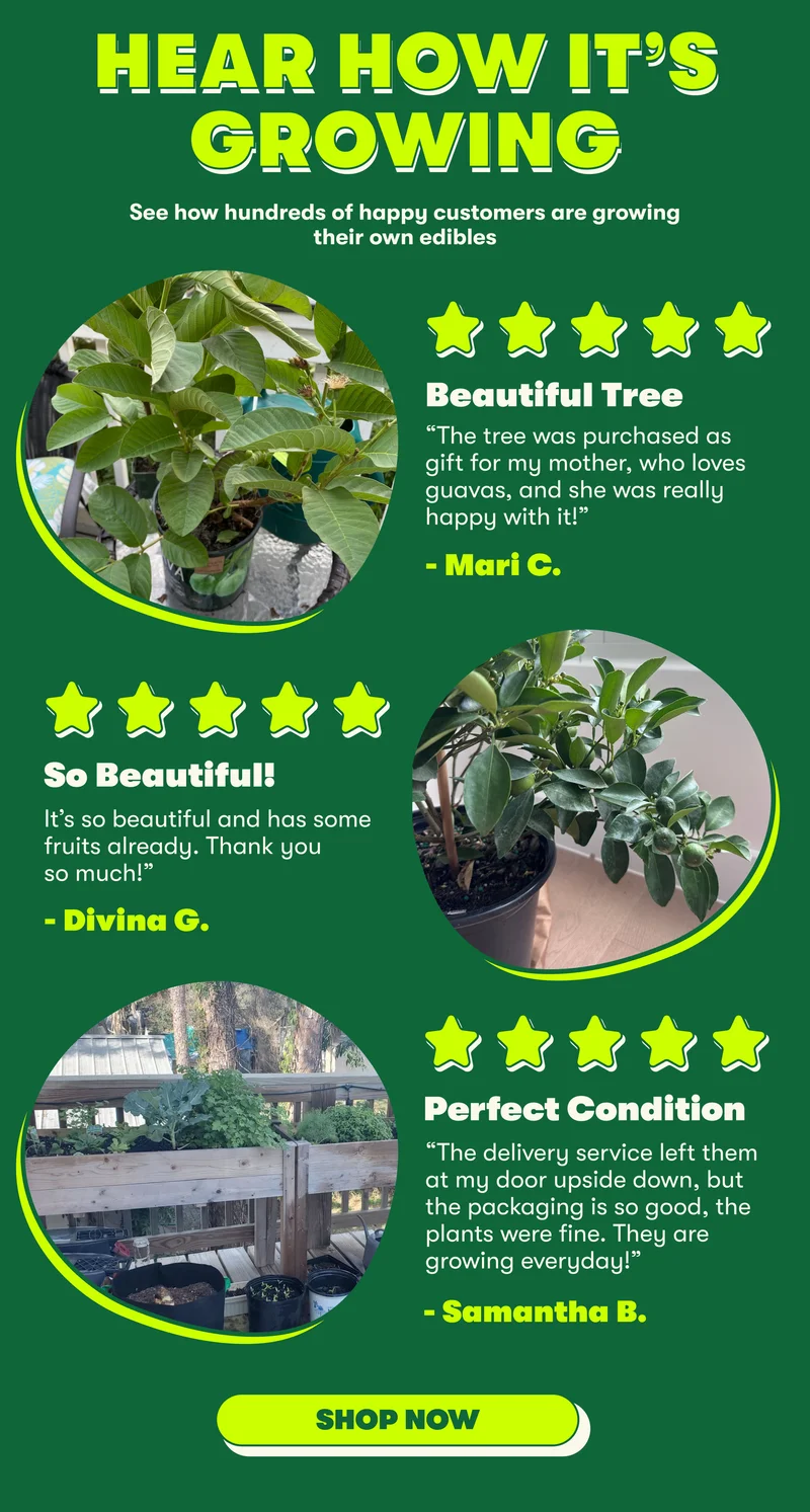 HEAR HOW IT’S GROWING See how hundreds of happy customers are growing their own edibles  Beautiful Tree The tree was purchased as gift for my mother, who loves guavas, and she was really happy with it!” - Mari C. 5 stars> So Beautiful! It’s so beautiful and has some fruits already. Thank you so much!” - Divina G.  5 stars> Perfect condition The delivery service left them at my door upside down, but the packaging is so good, the plants were fine. They are growing everyday!  [SHOP NOW]