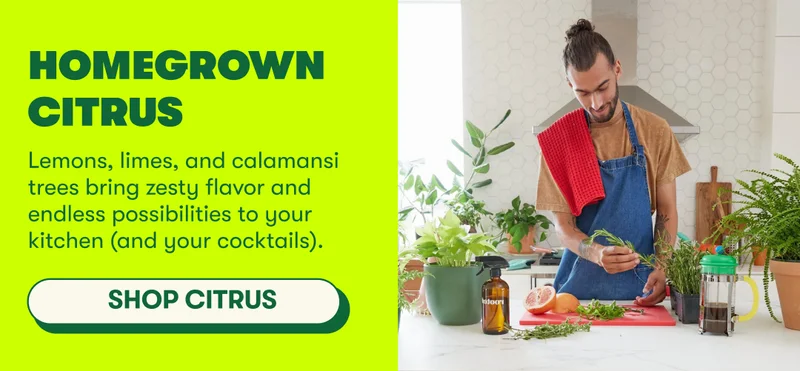 HOMEGROWN CITRUS Lemons, limes, and calamansi trees bring zesty flavor and endless possibilities to your kitchen (and your cocktails). [SHOP CITRUS]