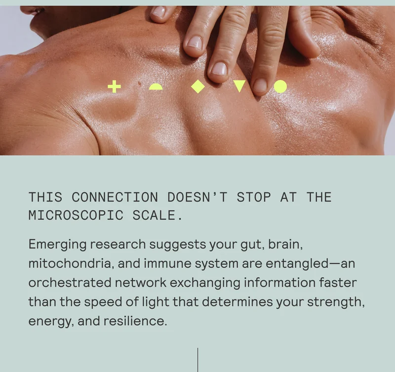 THIS CONNECTION DOESN'T STOP AT THE MICROSCOPIC SCALE.  Emerging research suggests your gut, brain, mitochondria, and immune system are entangled—an orchestrated network exchanging information faster than the speed of light that determines your strength, energy, and resilience.
