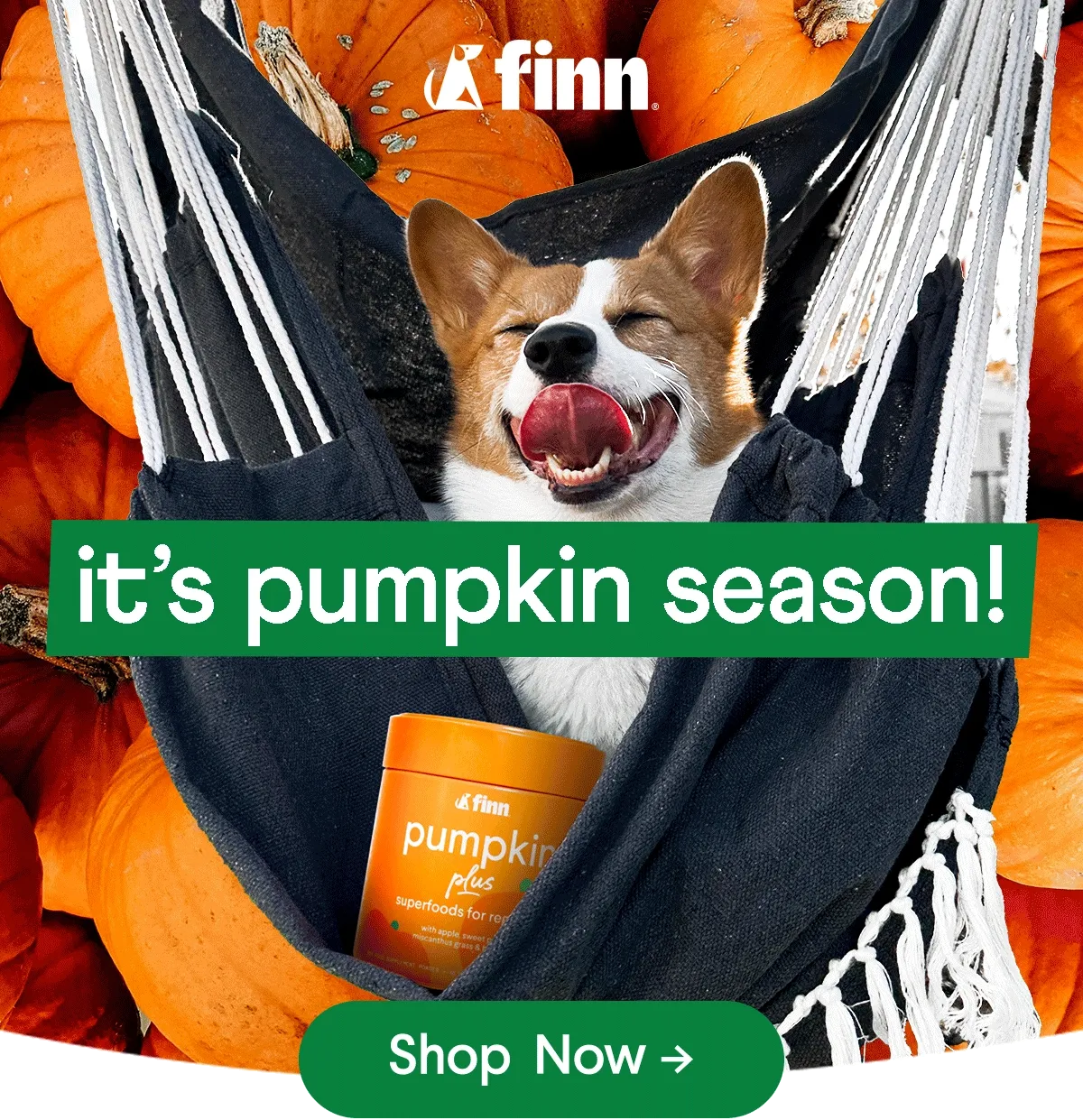 It's Pumpkin Season! Shop now >