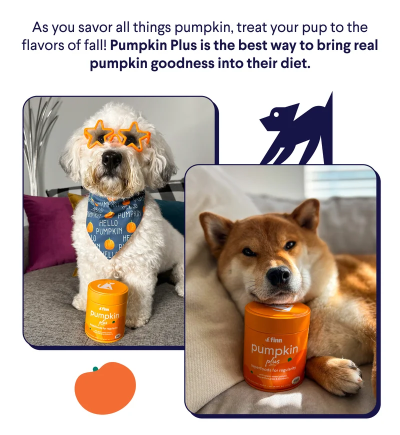 As you savor all things pumpkin, treat your pup to the flavors of fall! Pumpkin Plus is the best way to bring real pumpkin goodness into their diet.