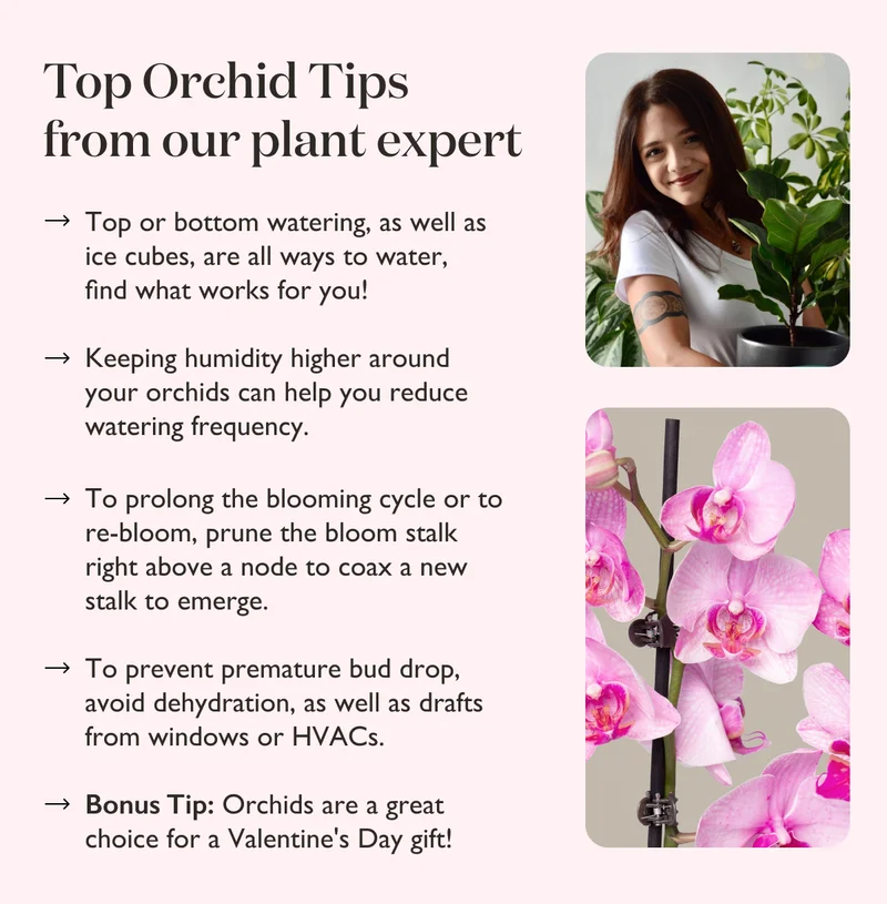 Top Orchids Tips from Our Plant Expert