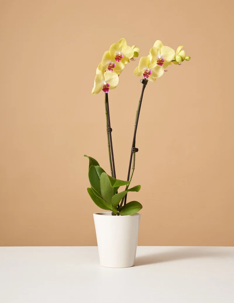 Image of Yellow Orchid