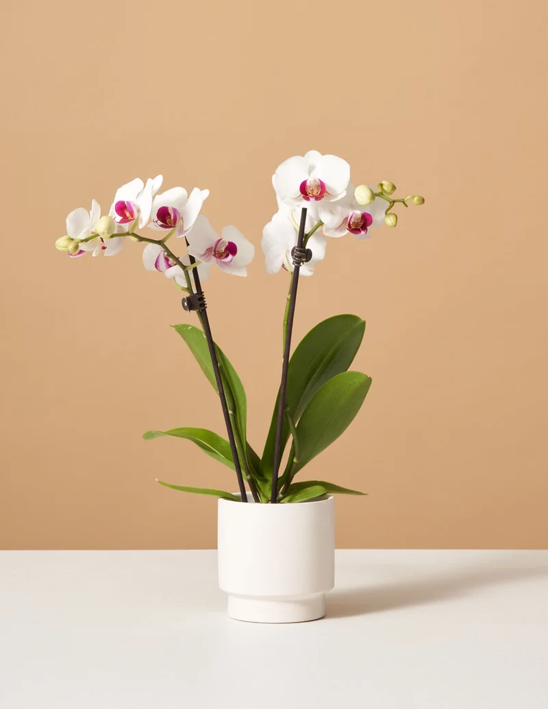 Image of Petite White Orchid