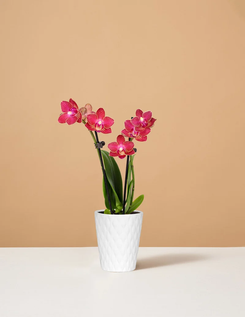 Image of Mini Orchid