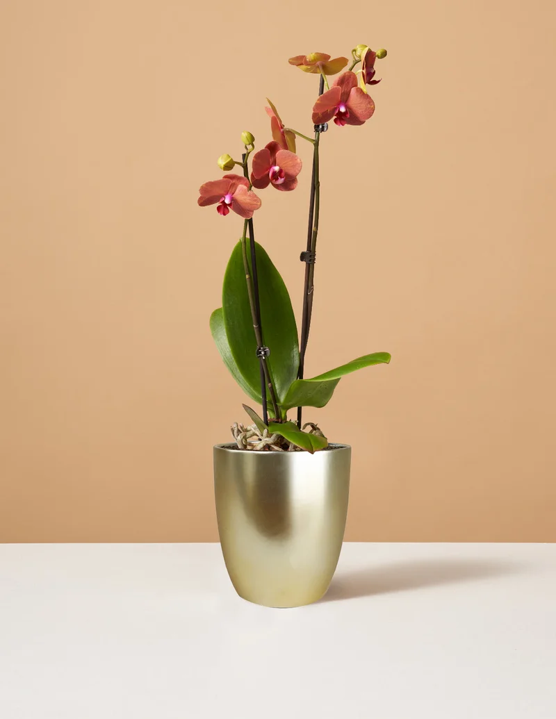 Image of Sunrise Orchid