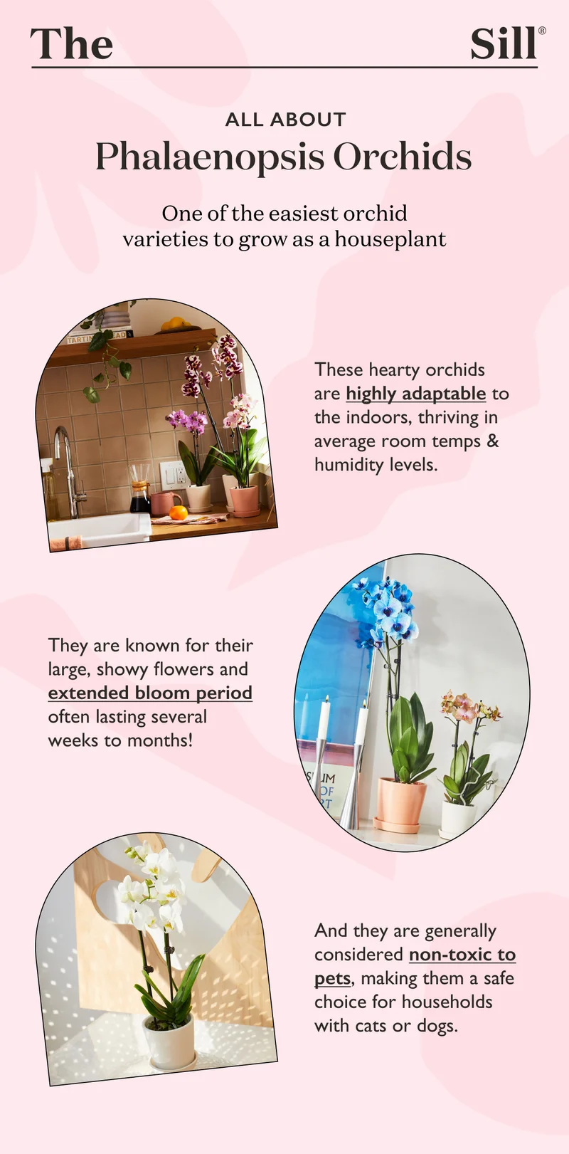 Phalaenopsis Orchids are one of the easiest orchid varieties to grow as a houseplant. These hearty orchids are highly adaptable to the indoors, thriving in average room temps and humidity levels. They are known for their large, showy flowers and extended bloom period.
