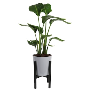 20% Off Select Costa Farms House Plants