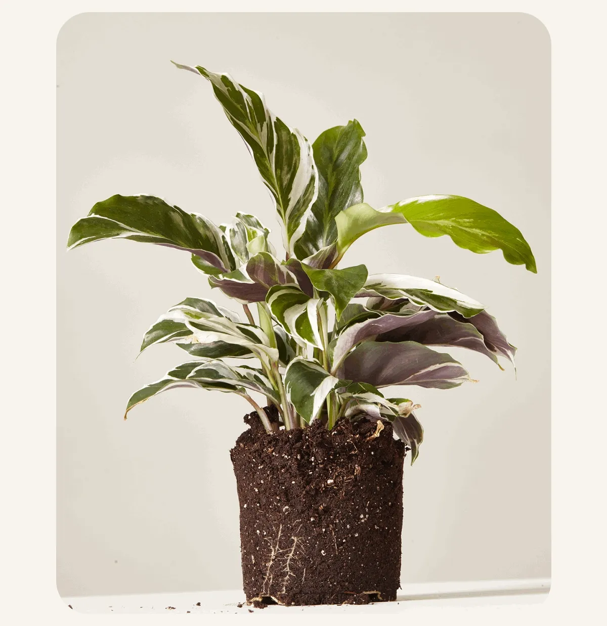 Calathea White Fusion gallery