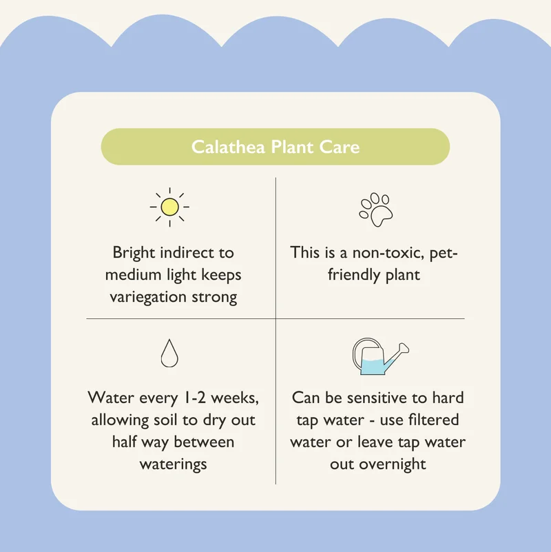 Calathea Plant Care: Bright to medium indirect light, water every 1-2 weeks. This is a non toxic, pet safe plant.