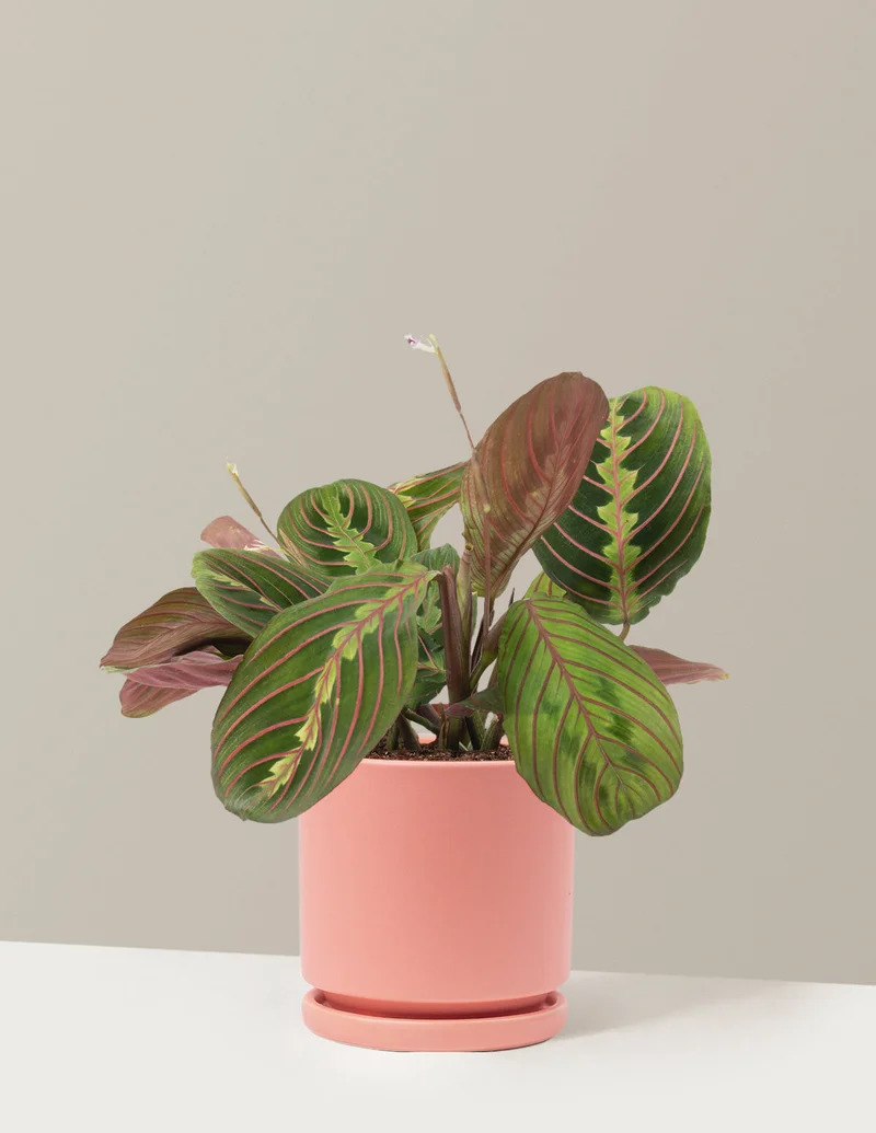 Image of Red Prayer Plant
