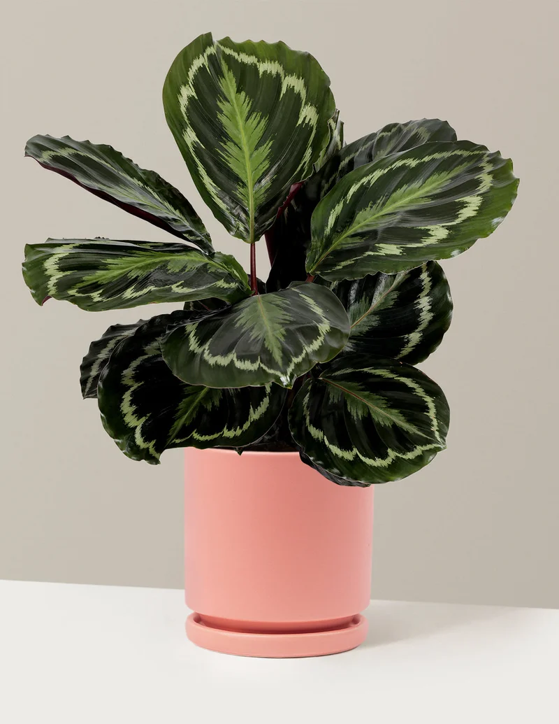 Image of Calathea Medallion