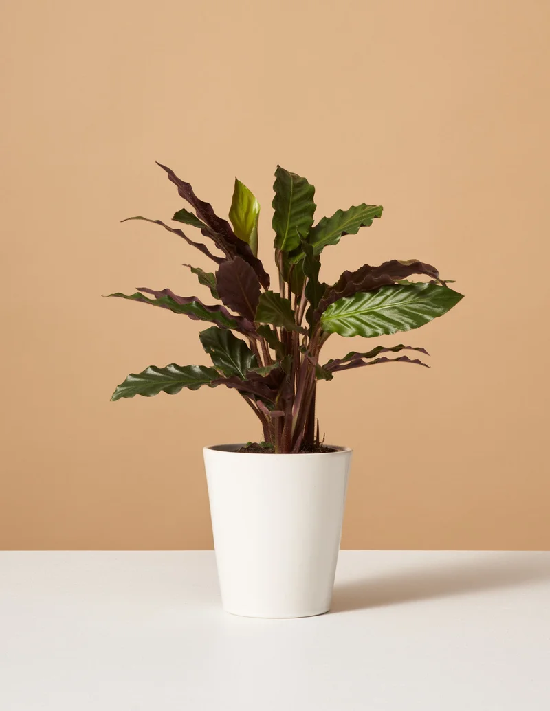 Image of Calathea Wavestar