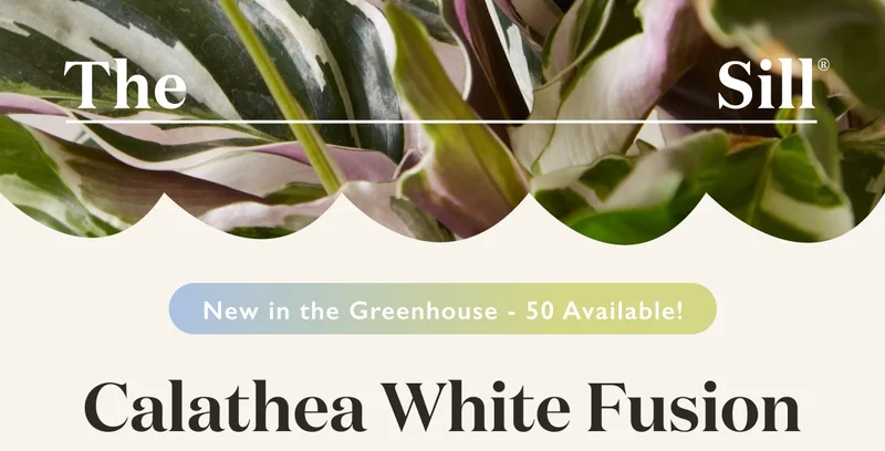 The Calathea White Fusion is new in the greenhouse. 50 available.