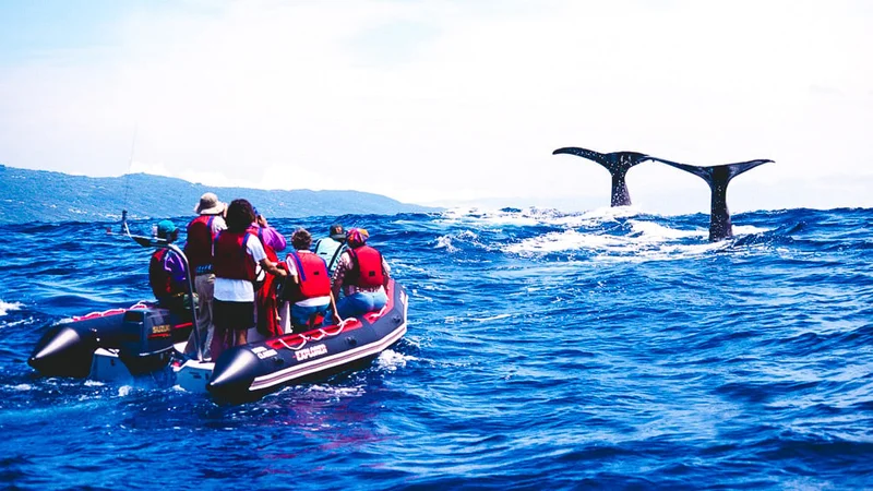 Image description: Whale watching in Madeira, Portugal.