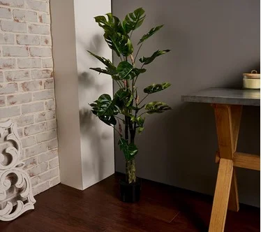4' Monstera Potted Plant by Valerie
