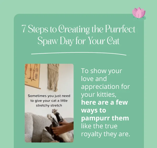 **7 Steps to Creating the Purrfect Spaw Day for Your Cat**  To show your love and appreciation for your kitties, here are a few ways to pampurr them like the true royalty they are.
