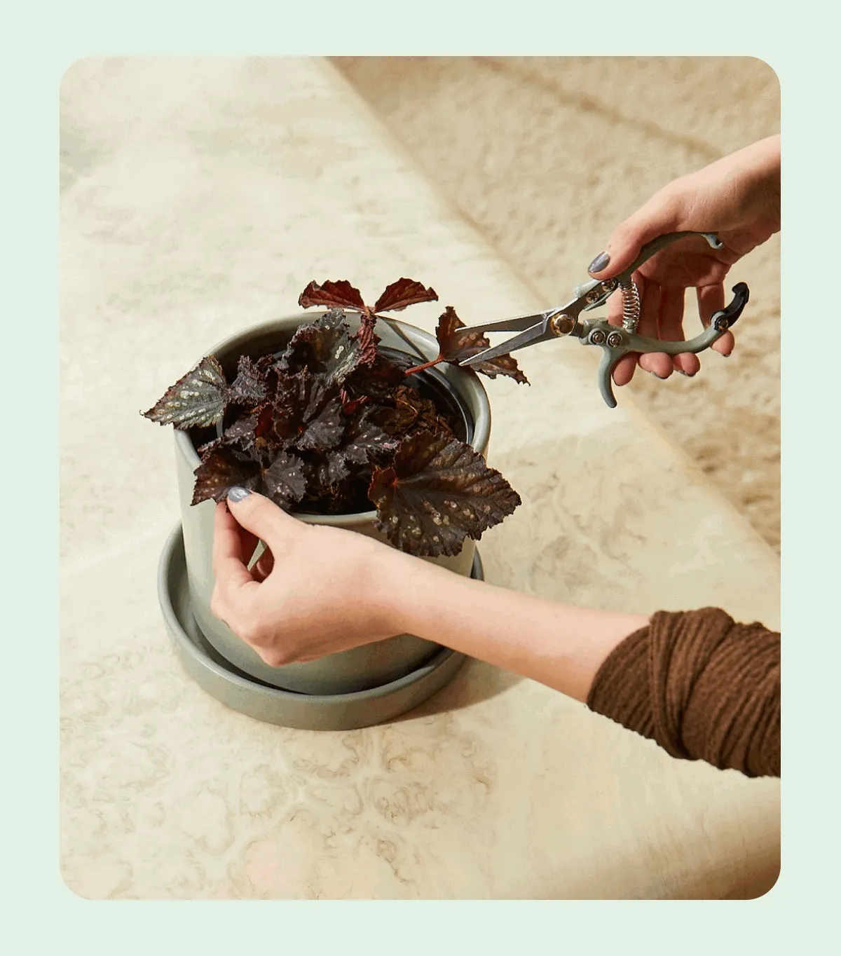 Pruning Houseplants