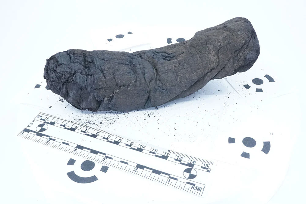 A dark cylindrical item unearthed from a villa in the wealthy town of Herculaneum, on a white background.