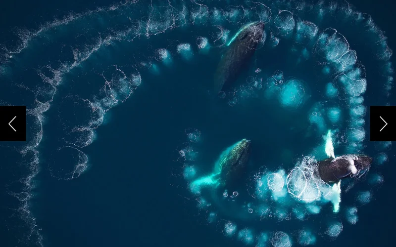 Humpback whales in the coastal waters of the Antarctic Peninsula are creating rings of bubbles to corral prey.