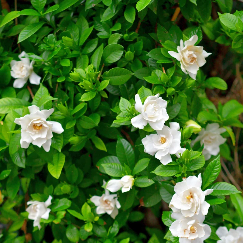 Image of Radicans Gardenia