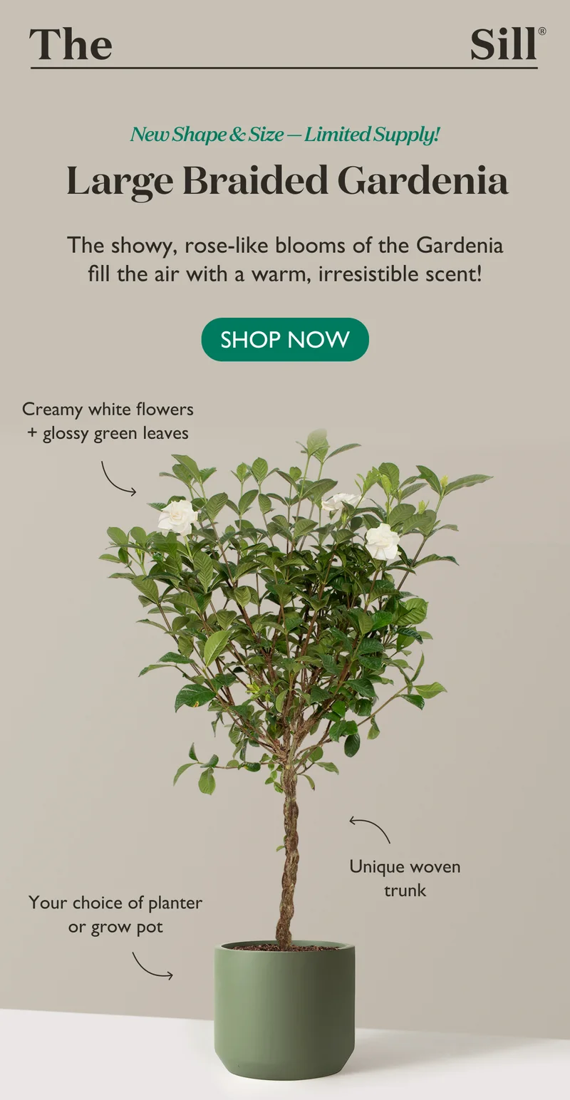 The showy, rose-like blooms of the Gardenia fill the air with a warm, irresistible scent with just a hint of sweetness.
