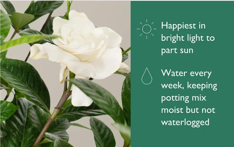 Happiest in bright light to part sun. Water every week, keeping potting mix moist but not waterlogged.