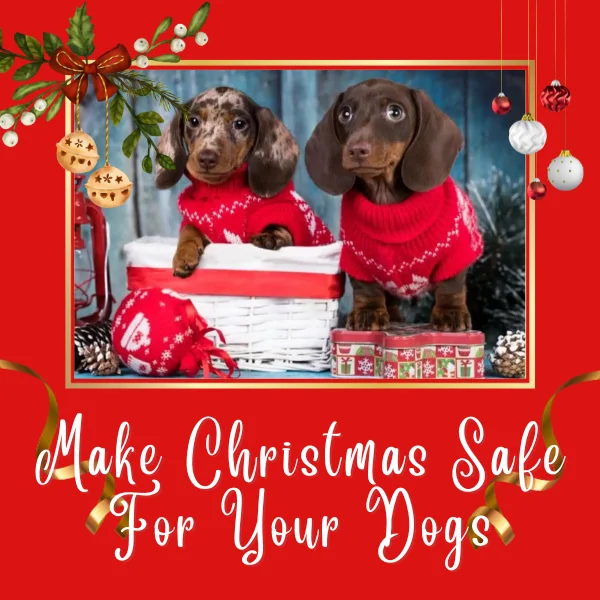 Order Now for Delivery Before Christmas