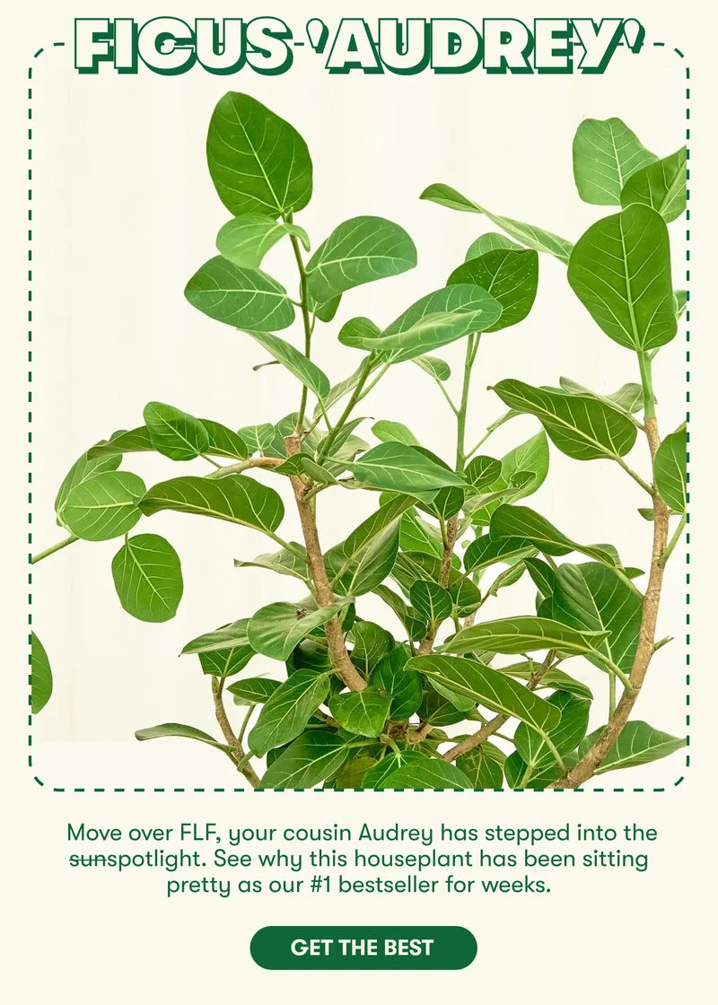 Move over FLF, your cousin Audrey has stepped into the sunspotlight. See why this houseplant has been sitting pretty as our #1 bestseller for weeks. Get the best