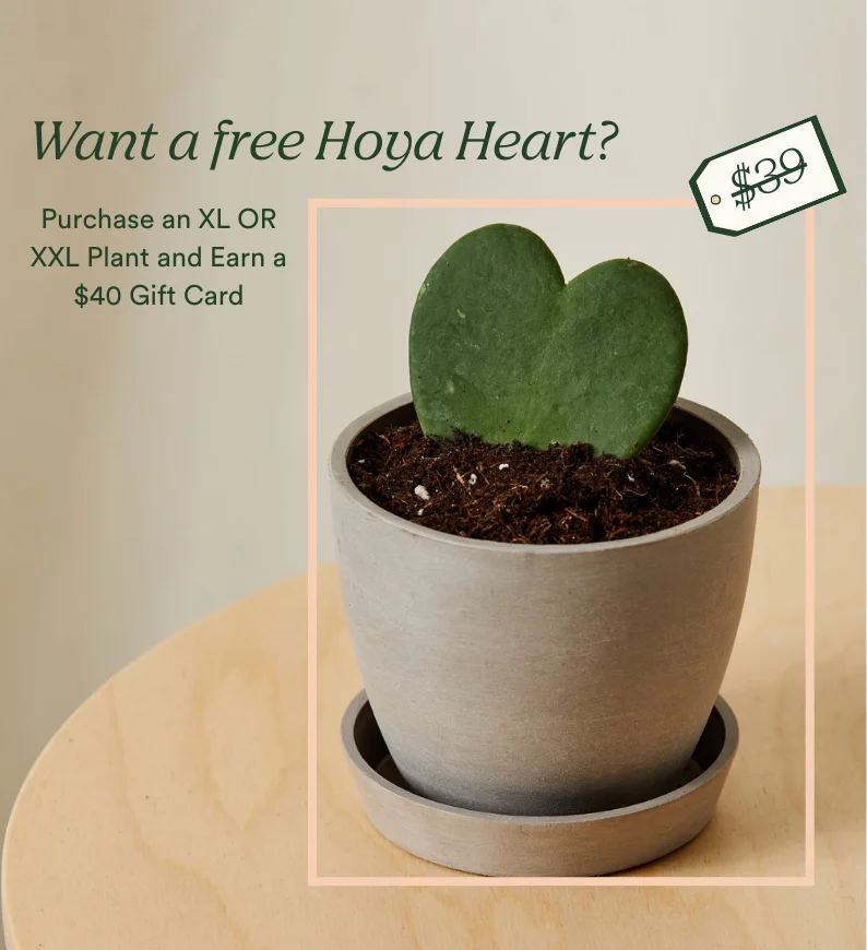 earn a $40 gift card when you buy an xl or xxl plant