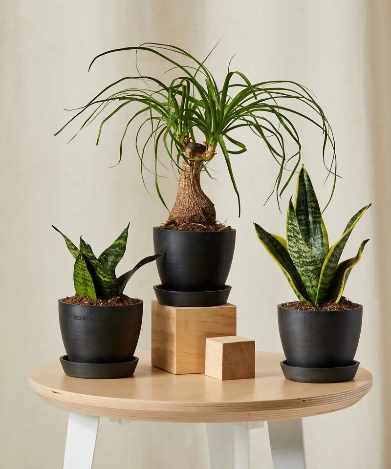 Image of Easy Peasy Collection