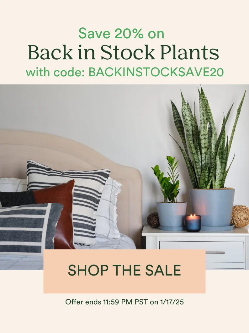 Save 20% on back in stock plants with code: BACKINSTOCKSAVE20