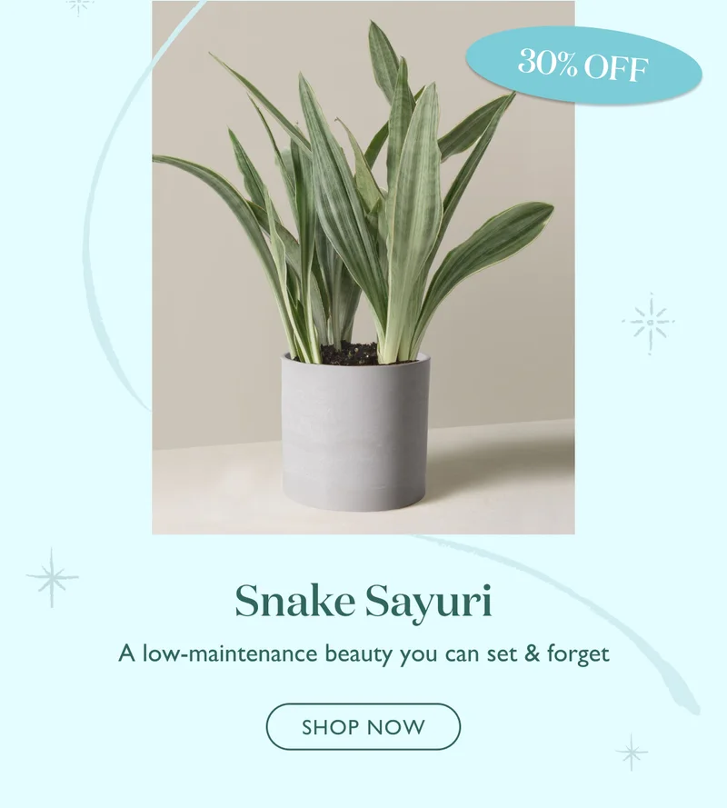 30% Off the Snake Sayuri: A low-maintenance beauty you can set & forget