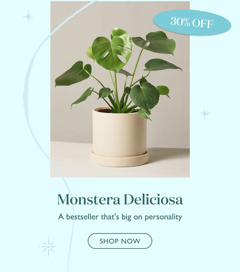 30% Off the Monstera Deliciosa: A bestseller that's big on personality
