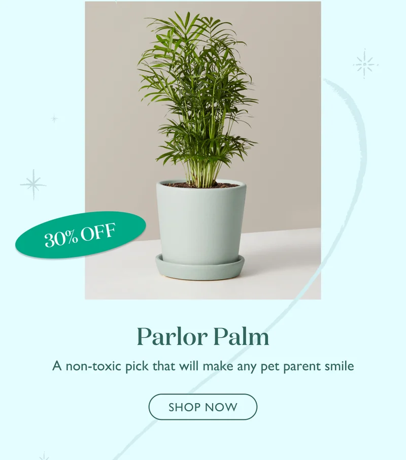 30% Off the Parlor Palm: A non-toxic pick that will make any pet parent smile