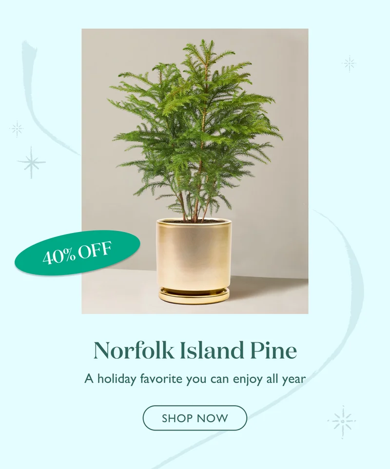 40% Off the Norfolk Island Pine: A holiday favorite you can enjoy all year