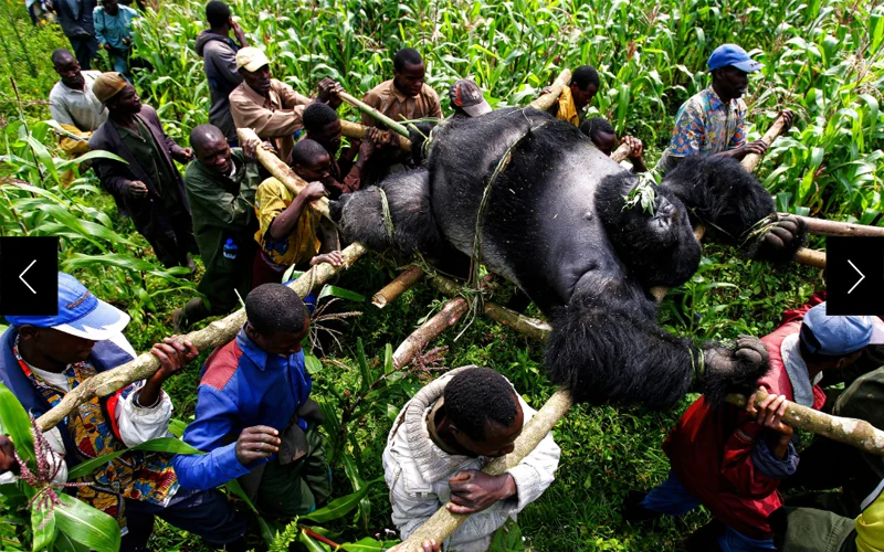 Conservation rangers from a Virunga National Park anti-poaching unit work with locals to evacuate the bodies of nine severely endangered mountain gorillas killed in the park.