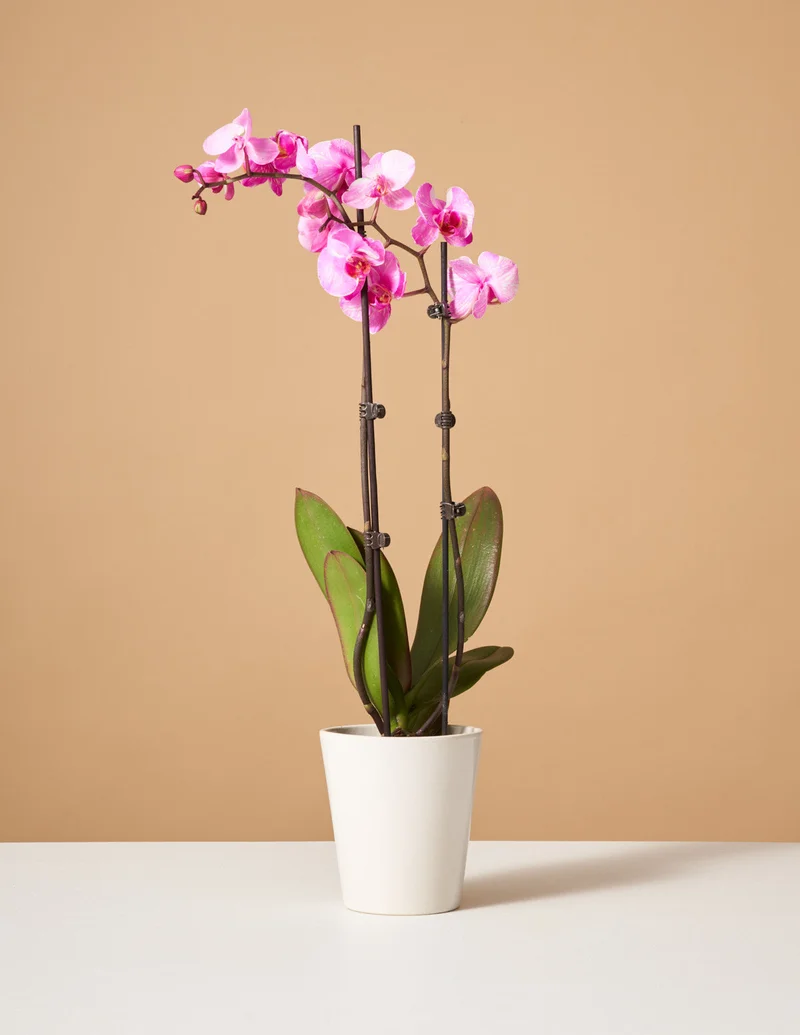 Image of Pink Watercolor Orchid