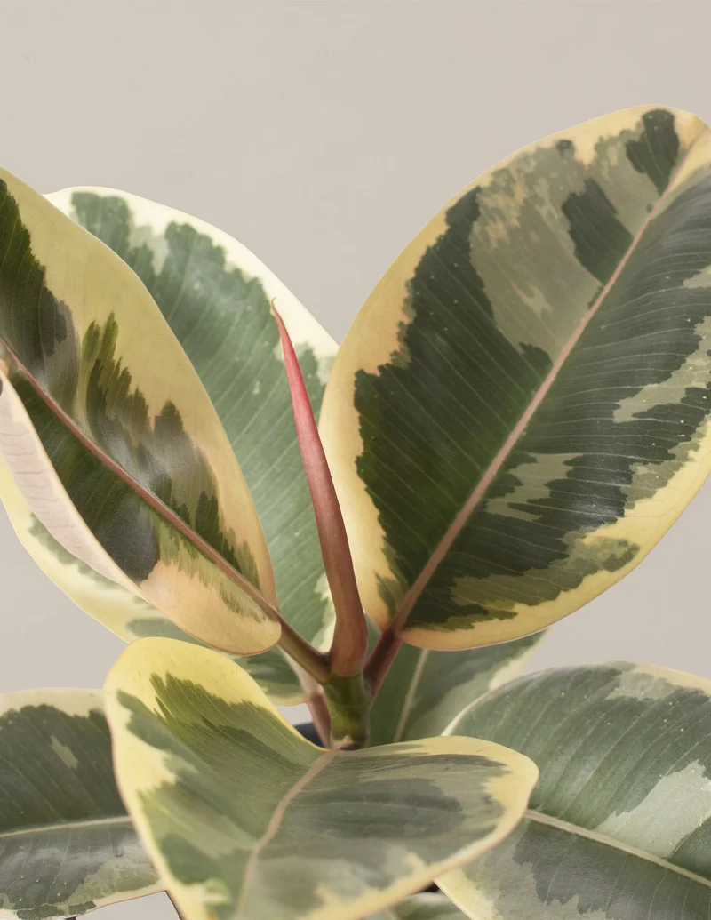 Image of Ficus Tineke