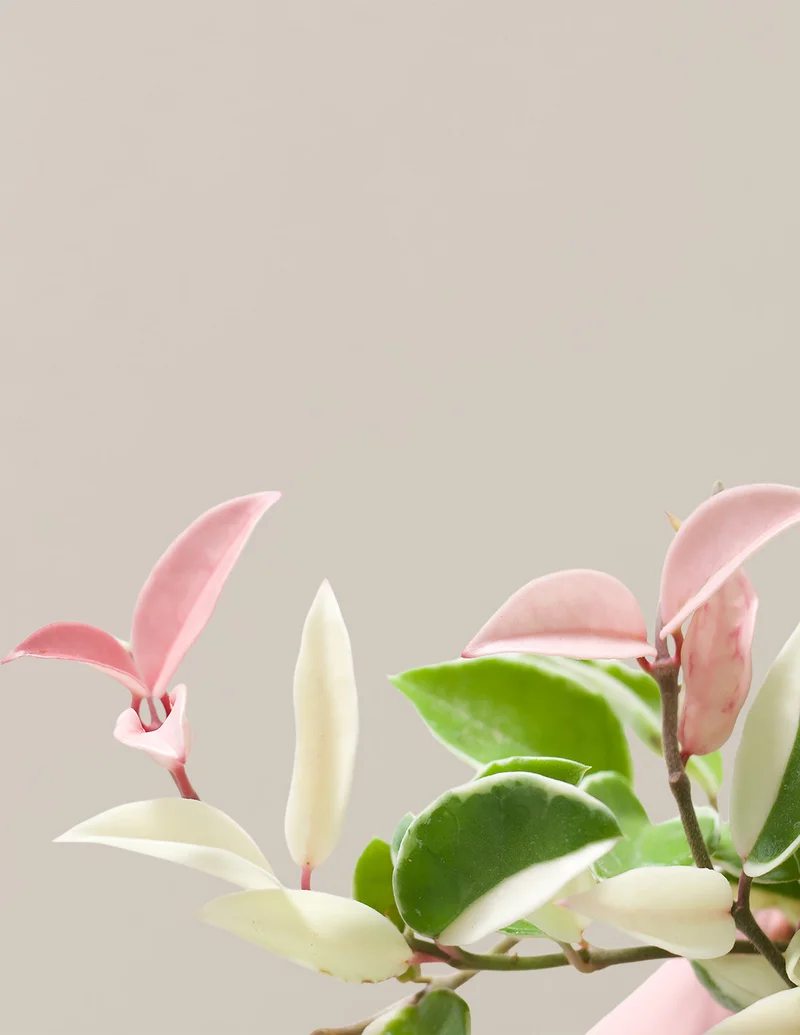 Image of Hoya Carnosa ‘Tricolor’
