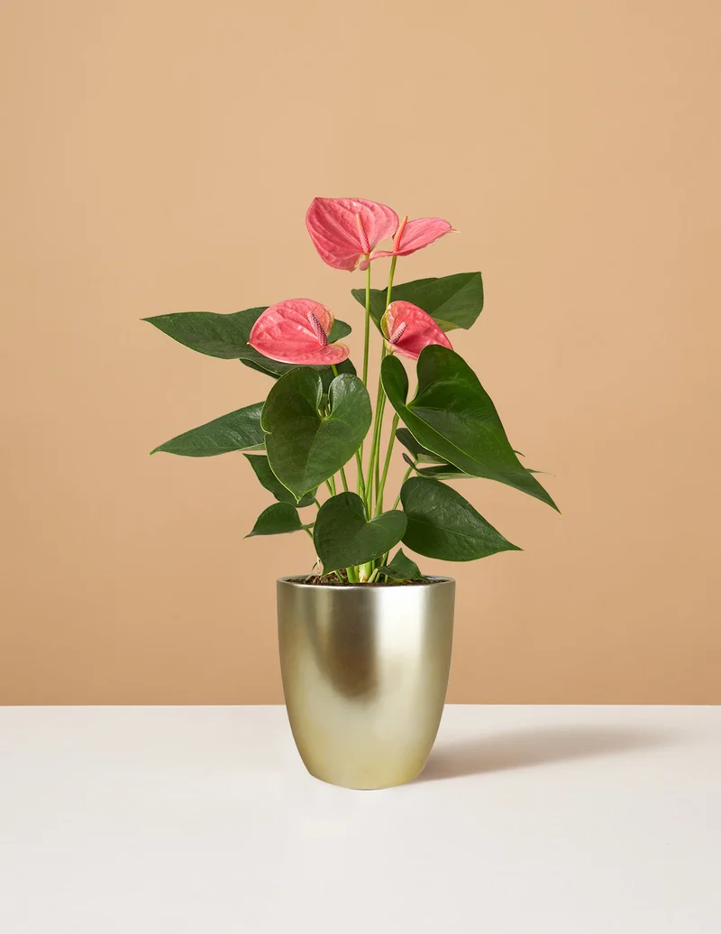 Image of Pink Anthurium
