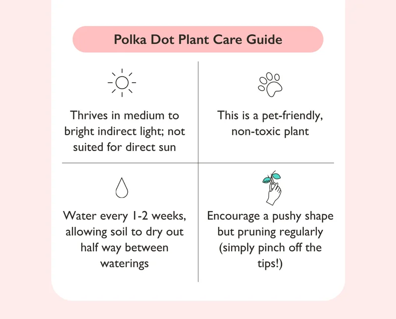Thrives in medium to bright indirect light! Water every 1-2 weeks. This is a non-toxic, pet-safe plant!