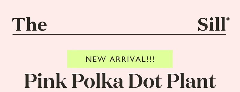 NEW: Pink Polka Dot Plant