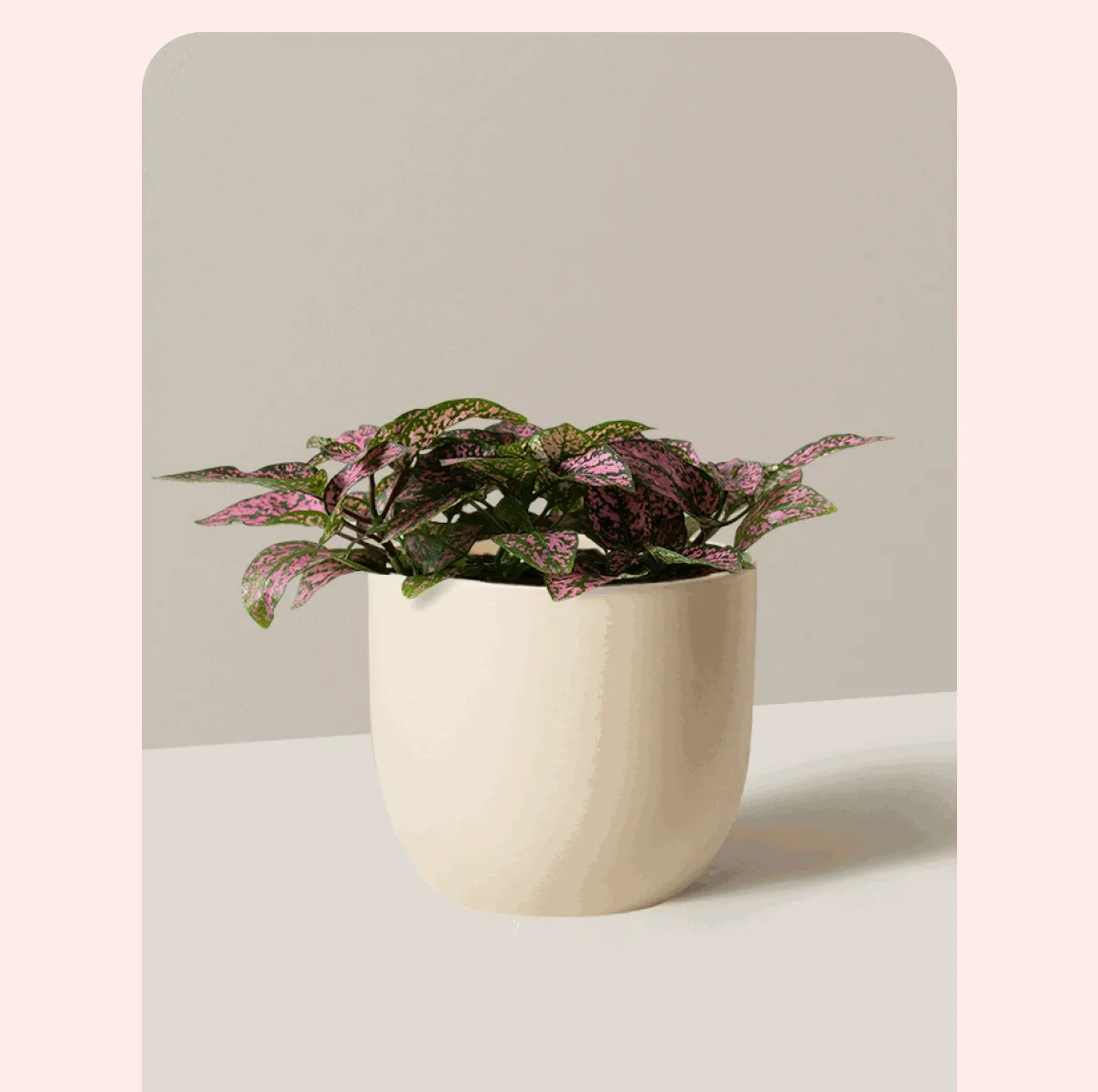 Pink Polka Dot Plant + Grant Cream Planter